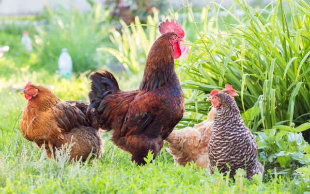 Chicken Behavior Shows Your Birds May be Smarter Than You Think